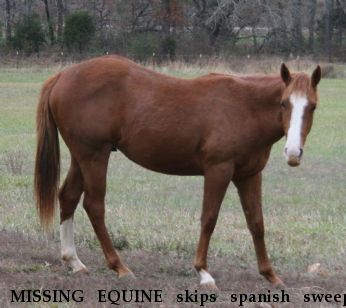 MISSING EQUINE skips spanish sweep, Near Erin, TN, 37061